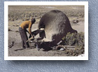 Altiplano bread oven, Caripe