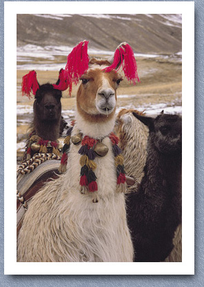 Alpaca with traditional ear decorations