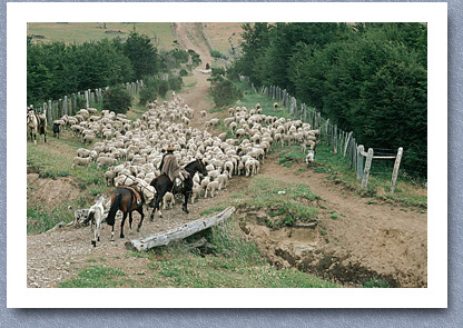 Gauchos herding sheep, Coyhaique