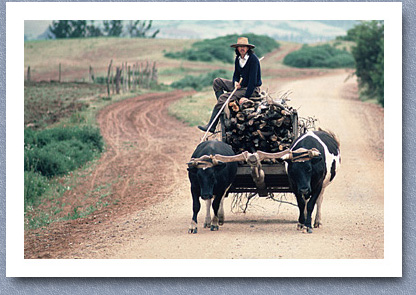 On the way to sell firewood in Temuco