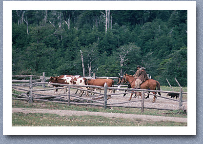 Gauchos with cattle at Amengual, Carretera Austral