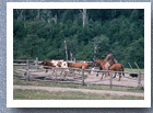 Gauchos with cattle at Amengual, Carretera Austral