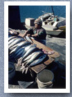 Woman selling fish, Angelmo