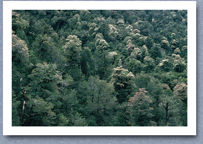 Temperate rainforest, Chaiten