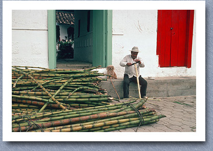 Stripping bark from sugarcane, Concepcion