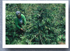 Woman picking coffee beans, Jerico, Antioquia