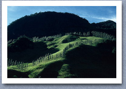 Valle de Cocora