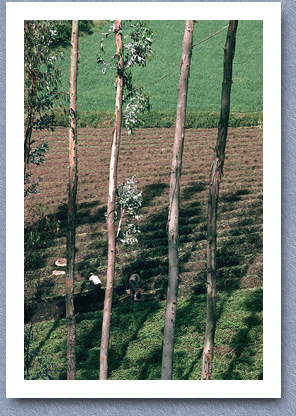 harvesting potatoes, Tuqurerres