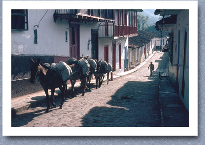 Horses bringing sugar into town