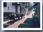 Horses bring sugar into town, Concepcion