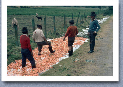 Washing carrot harvest, Riobamba