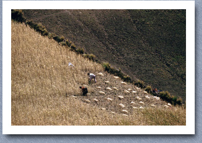 Wheat harvest, Zumbahua