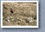 Grazing sheep on paramo, Guamote