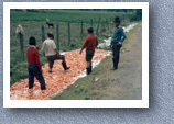 Washing carrot harvest, Riobamba