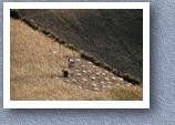 Wheat harvest, Zumbahua