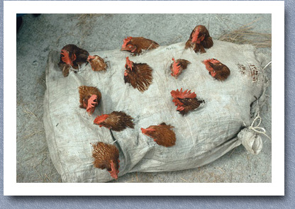 Sack of hens for sale, Saquisili