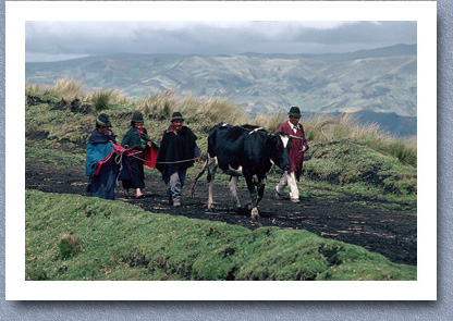 Villagers taking bull to market, Zalaron