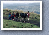 Villagers taking bull to market, Zalaron