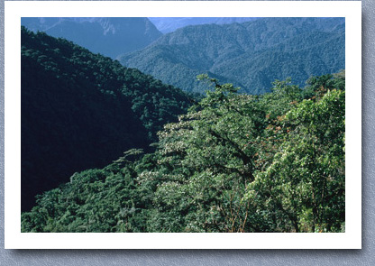 Cloud forest, Volcan Pichincha