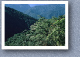 Cloud forest, Volcan Pichincha